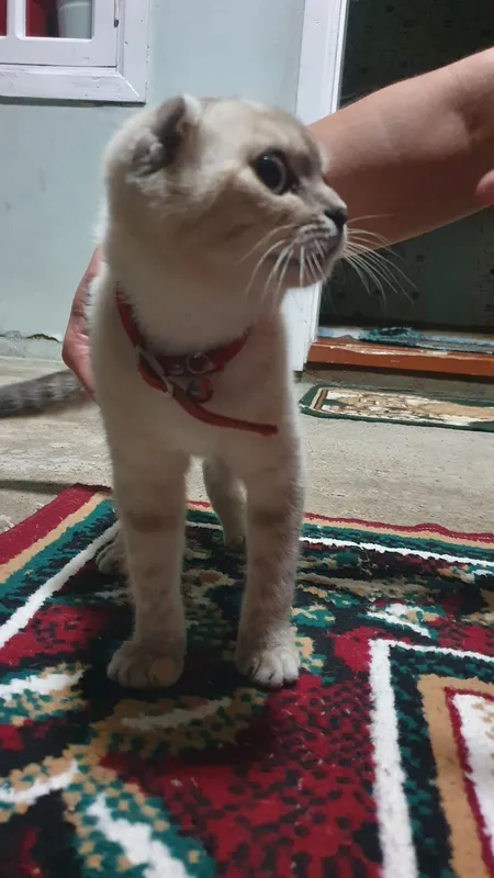 кошка мушук 5
