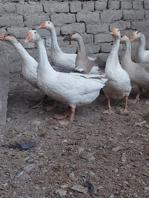 gozlar sotiladi arzon 3 gozlar sotiladi arzon 3