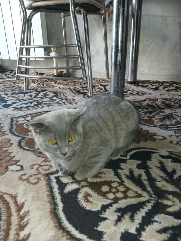 Продаётся кошка 2