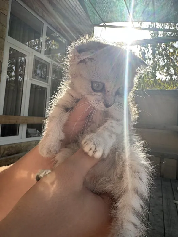 Котята — фото 2