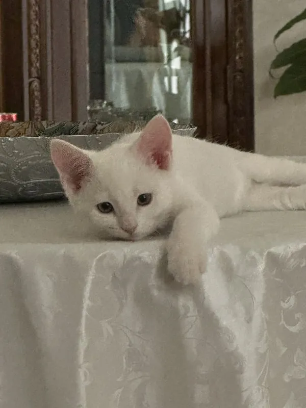 продается котенок 3,5 месяц, белый мальчик