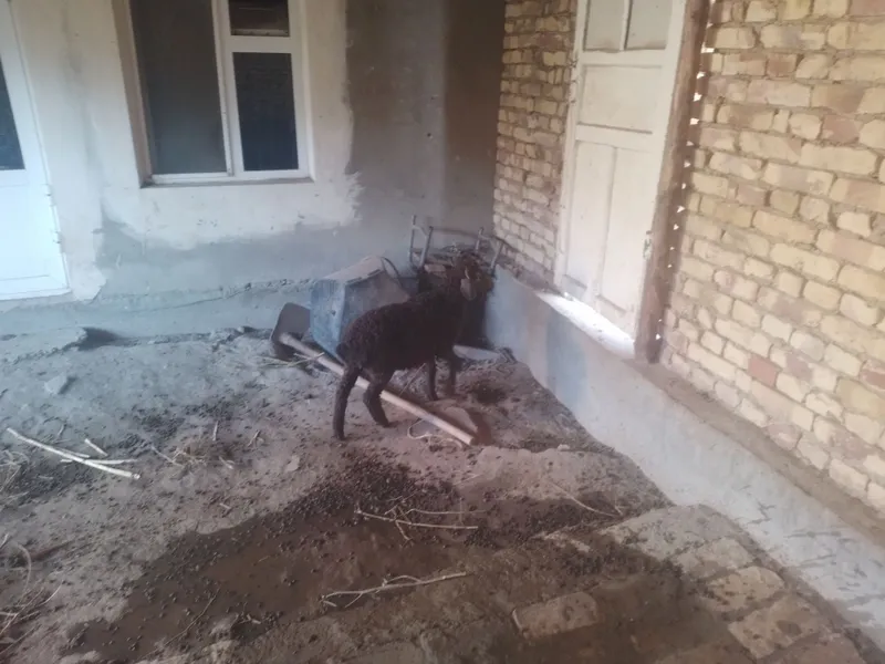 2 ta q6chqor Barra sotiladi 5