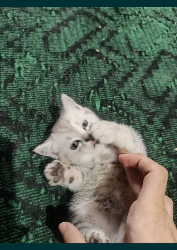 Срочно продаются котята — фото 5