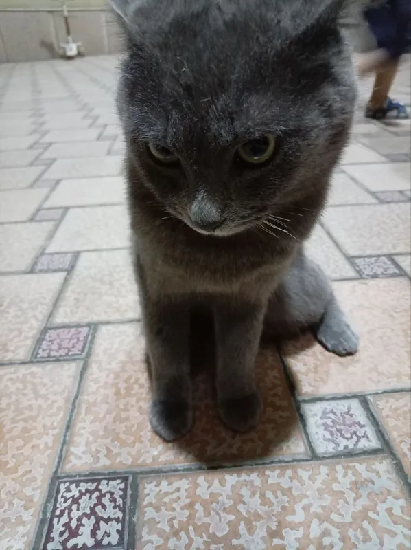 Russian Blue Mushigi — фото 1