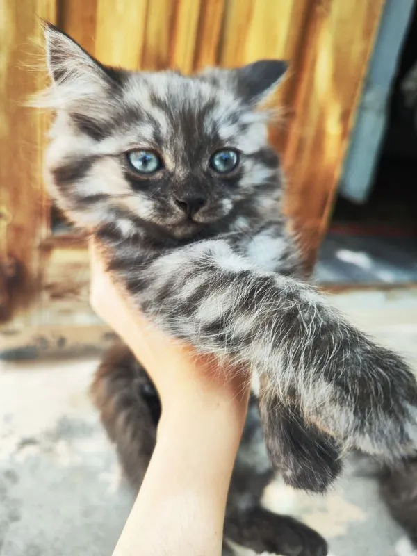 Отдам кошку сибирский и её котёнка 4