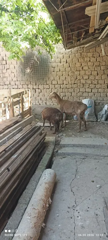 Ona bola qoy sotuda boladi urgochi onasi 6 tish — фото 4