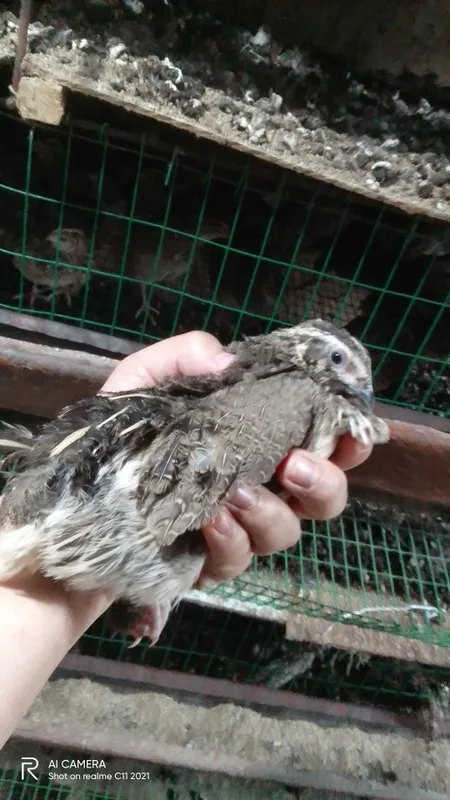 Бедана сотилади тухум куйадиган
