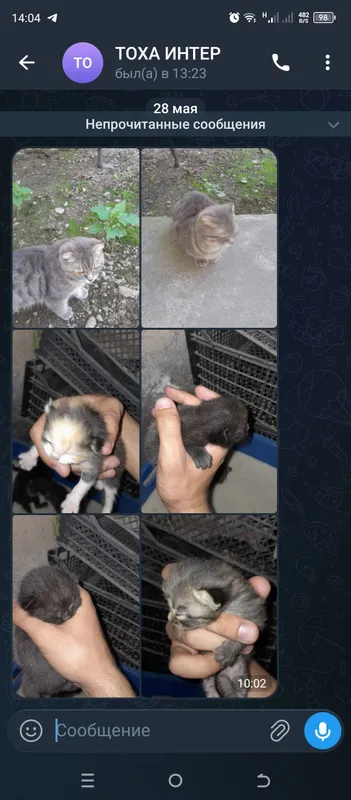 скотиш с котятами скотиш с котятами