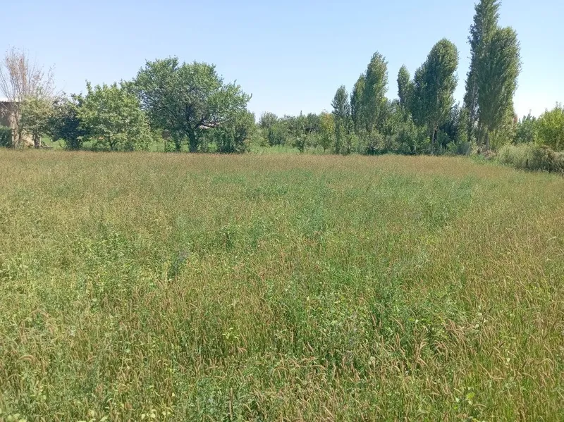 Srochna Yer Sotiladi: 12 sotix yer 6 sotixdan bolib ham beriladi, — фото 3
