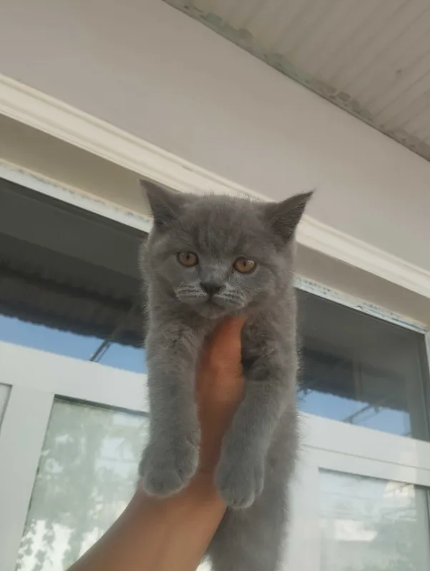 Skotish_strayt_qizbola 1