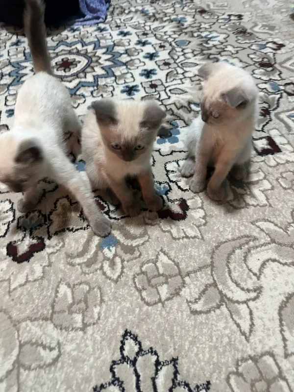 Scottish fold va Scottish Straight mushuklar sotiladi 1 Scottish fold va Scottish Straight mushuklar sotiladi 1
