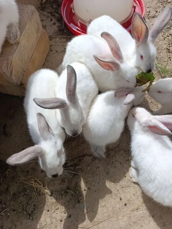 Крольчата продам — фото 2