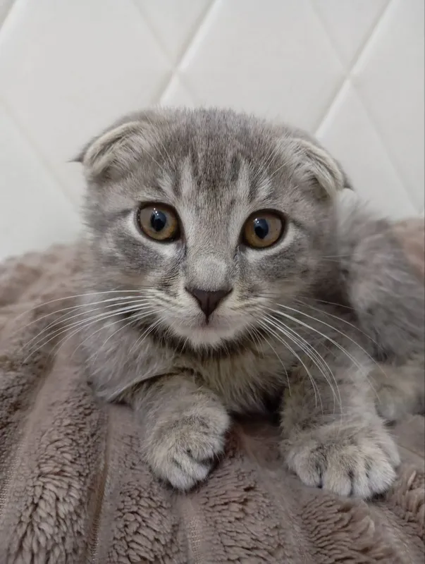 Вислоухий Скотиш — фото 1