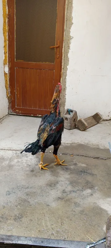 Dakan xuroz sotiladi