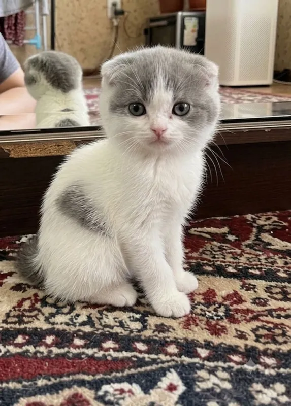 Мой домашний кот