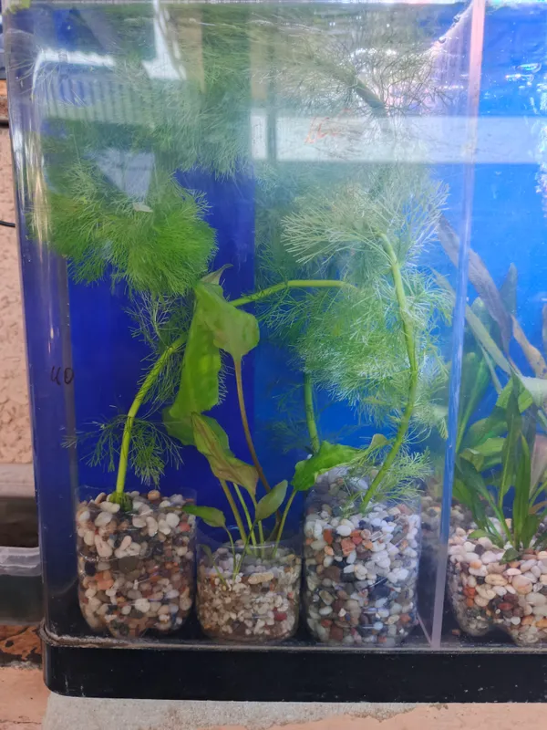 O‘simliklar va akvarium baliqlari 1