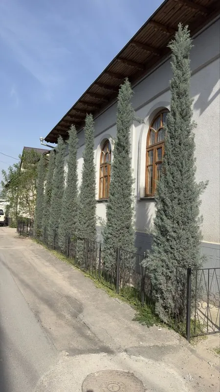 Keparis archa italiyadan keltirilgan bóyi 5 mtr