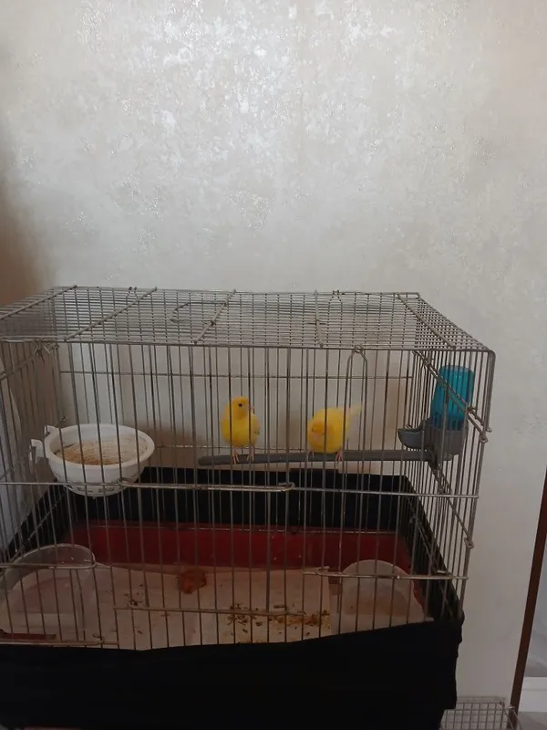 Kanareyka 1 para limon