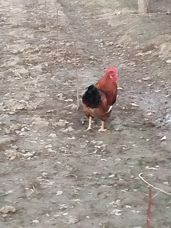 Jaydari Xoʻroz sotiladi