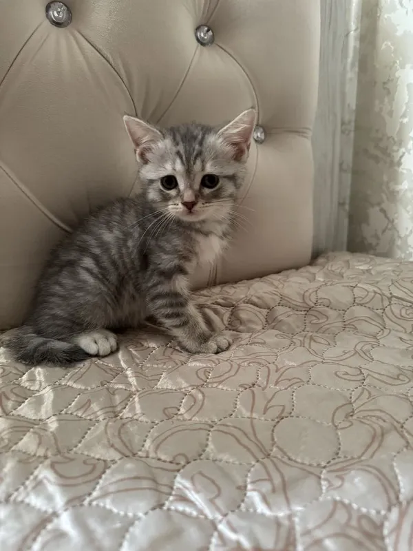 Котенок Шотландский 1 Котенок Шотландский 1