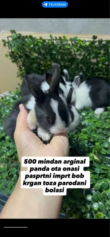 Domda boqiladigan quyonla bor karlikla, mini lops, nederlandskiy quyon 4