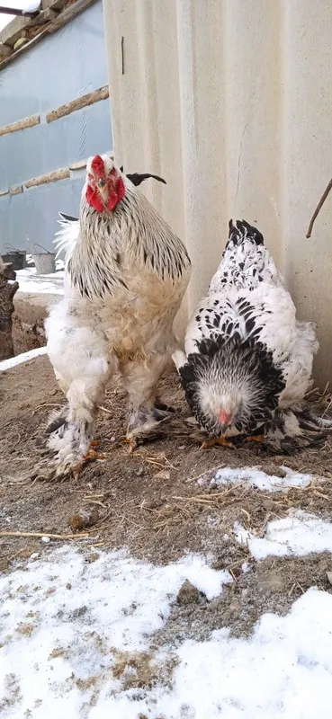 Xoroz va tovuq brama ulgurib qoling — фото 4