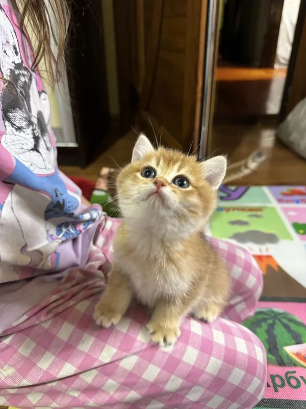 Британские котята, мальчик и девочка — фото 5