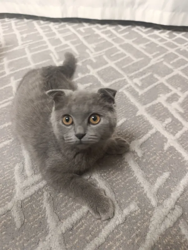 Scottish fold Og'il bola 4 oylik mushukcha 2 Scottish fold Og'il bola 4 oylik mushukcha 2