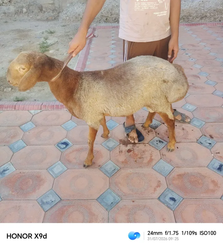 Quchqor sotiladi srochni 4