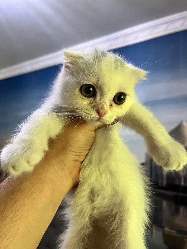 Scottish fold mushukchalari