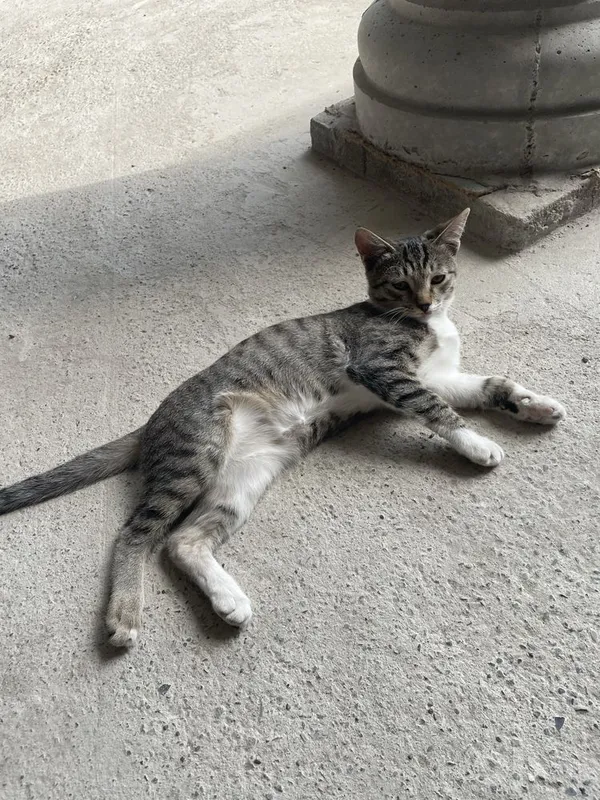 Котёнок 3–4 месяцев Отдам Бесплатно 1 Котёнок 3–4 месяцев Отдам Бесплатно 1