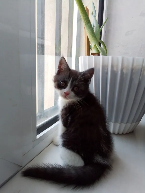 Скотиш фолд мальчик 2