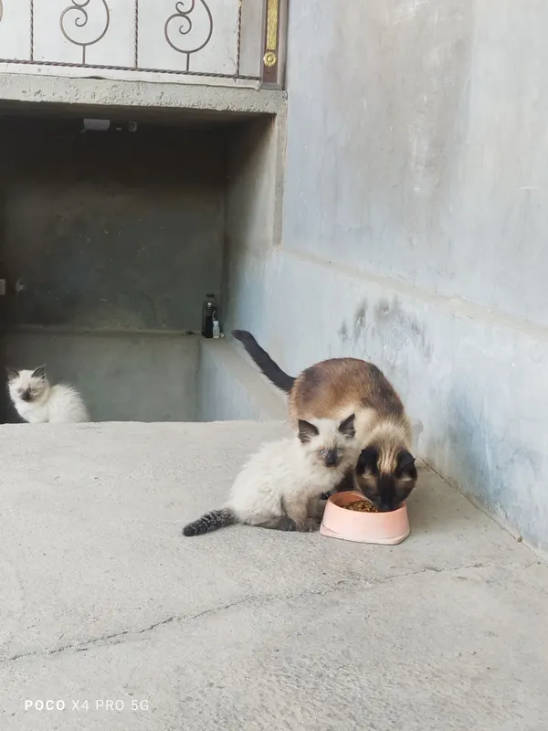 Сиамские котята. — фото 3