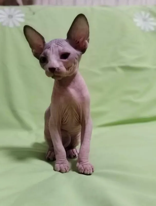 Sfinks 1
