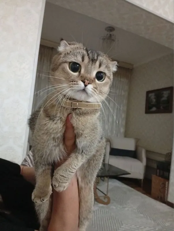 Продаются породистые котята. — фото 3