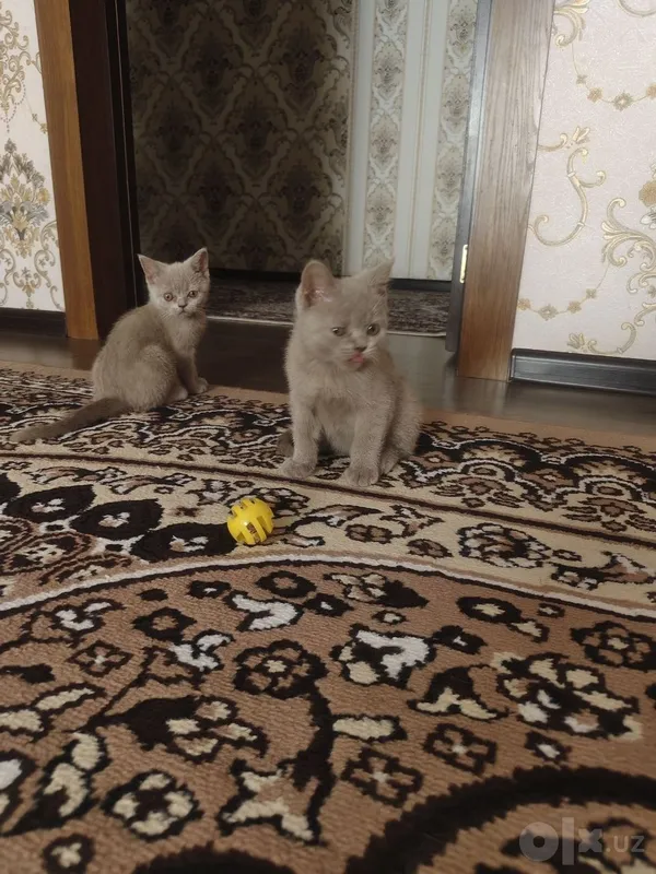 Продаются породистые котята 2 Продаются породистые котята 2