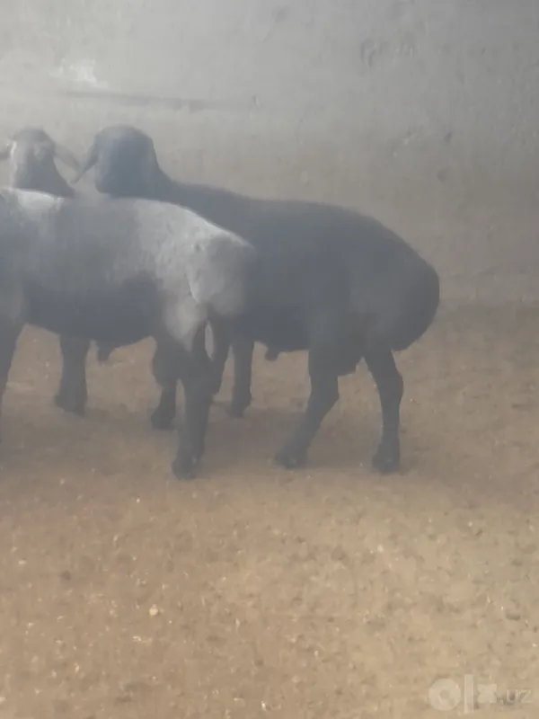 Кучкорлар сотилади. 2 Кучкорлар сотилади. 2