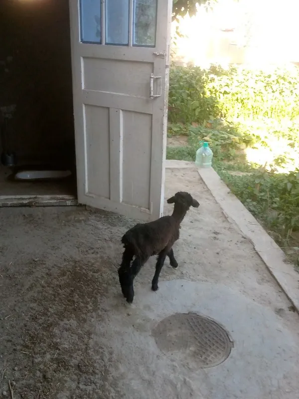 Moda qazoqi bara sotiladi