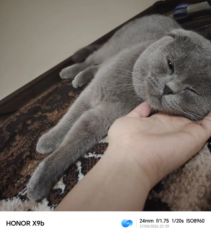 Scottish Fold Britanskiy — фото 4