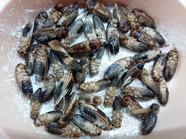 Замороженные сверчки