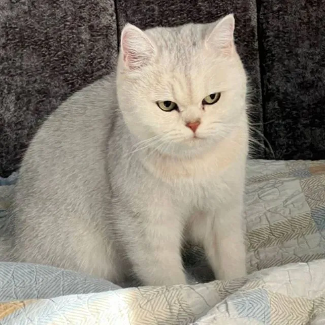 Zotdor Mushukcha , кошка 4 Zotdor Mushukcha , кошка 4