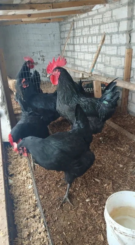 Gigant qora shahzoda tuxumlari sotilodi. Manzil Xiva shahri — фото 1