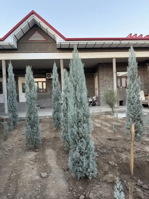 Arizonskiy kiparis argina italiya 2.50 dan 3 metrgacha — фото 6