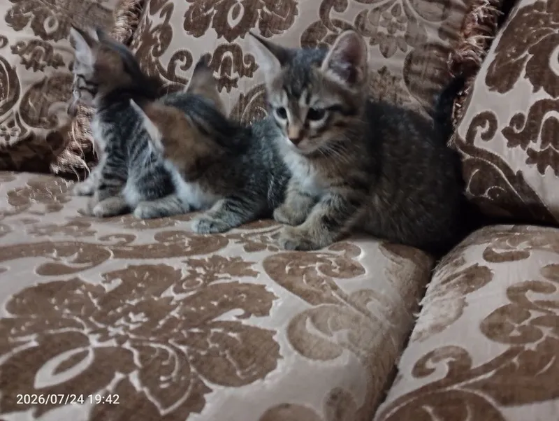 Ищем самый лучший дом для пушистых малышей! Котята 1