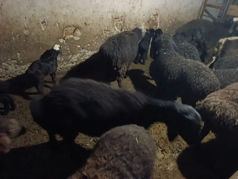 Solu quylar solu quzi qicqorlarà
