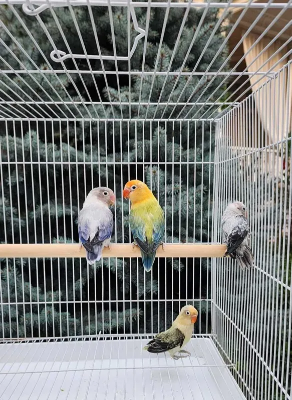 Nerazluchka Opaline Попугай 3 Nerazluchka Opaline Попугай 3