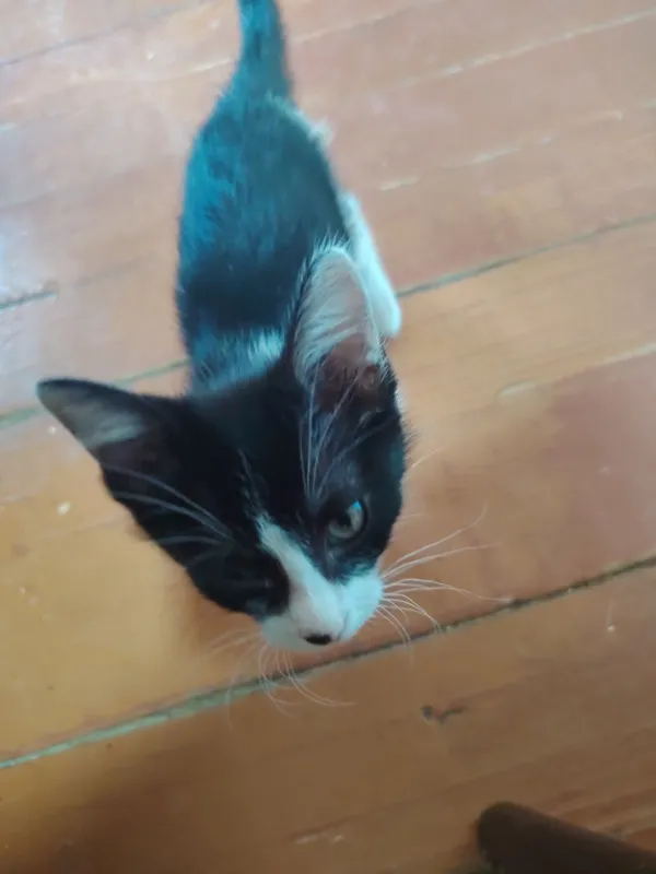 Отдаю котят в добрые руки 1 Отдаю котят в добрые руки 1