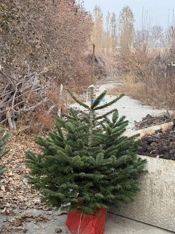 Голубые ели Оптом — фото 1