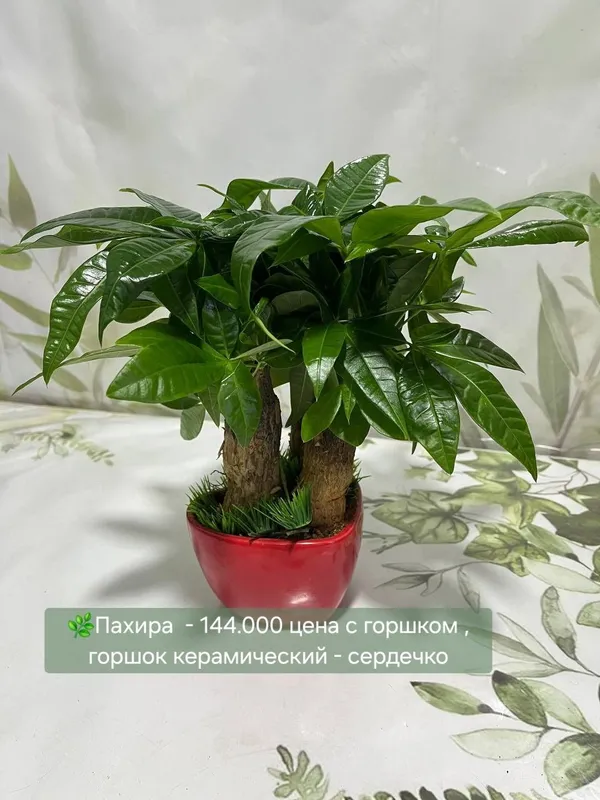 Калатеи, антуриумы и др 3 Калатеи, антуриумы и др 3