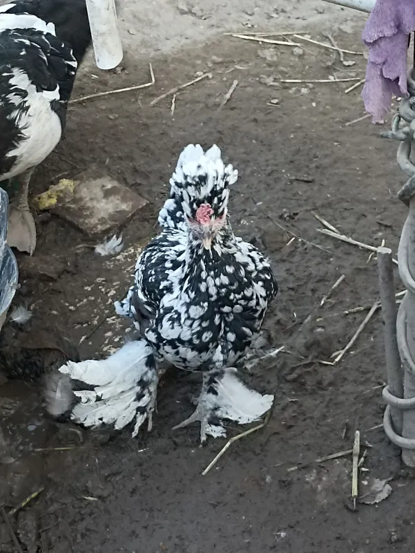 Продаются японские курочки 5